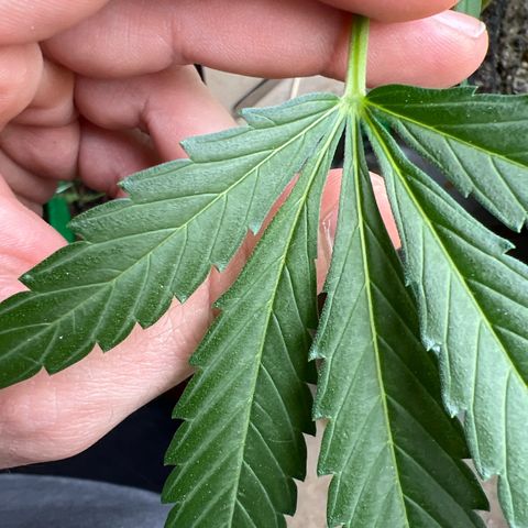 Sticky Orange XXL Automatic growlog timeline photo
