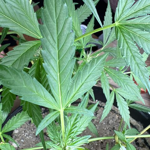 Sticky Orange XXL Automatic growlog timeline photo