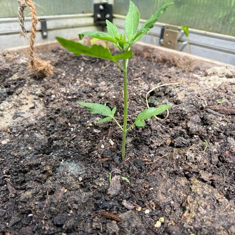 CBD Auto  growlog timeline photo