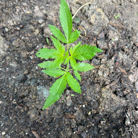 CBD Auto  growlog timeline photo