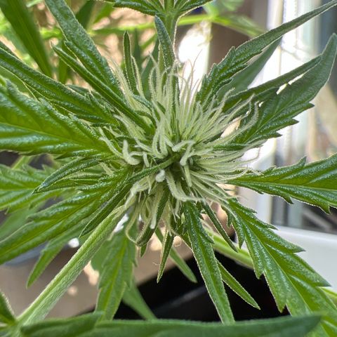 Sticky Orange XXL Automatic growlog timeline photo