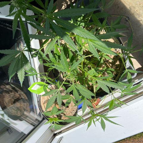 Sticky Orange XXL Automatic growlog timeline photo