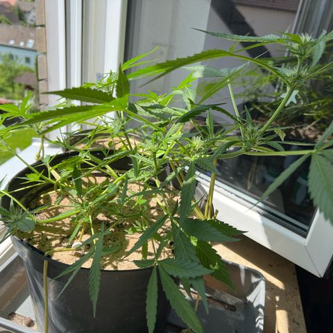 Sticky Orange XXL Automatic growlog timeline photo