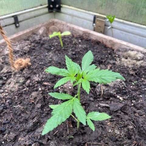 CBD Auto  growlog timeline photo