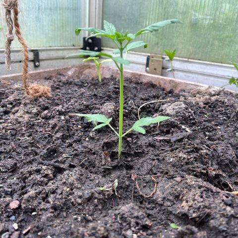 CBD Auto  growlog timeline photo