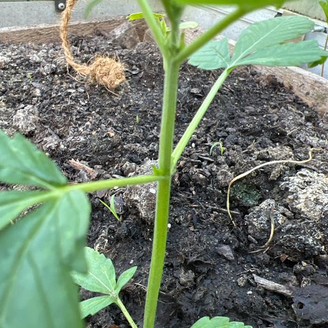 CBD Auto  growlog timeline photo