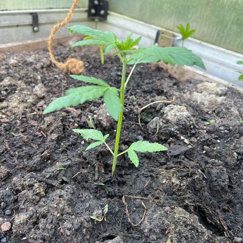 CBD Auto  growlog timeline photo