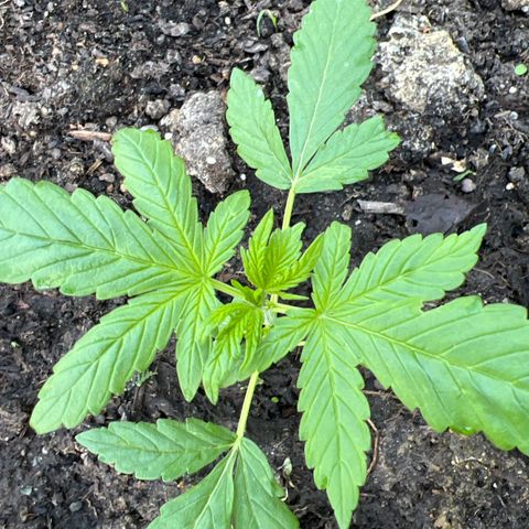 CBD Auto  growlog timeline photo
