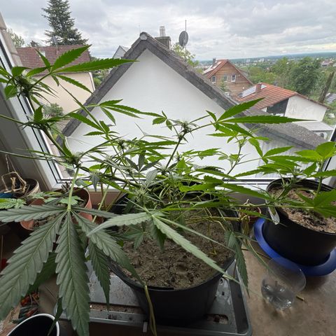 Sticky Orange XXL Automatic growlog timeline photo