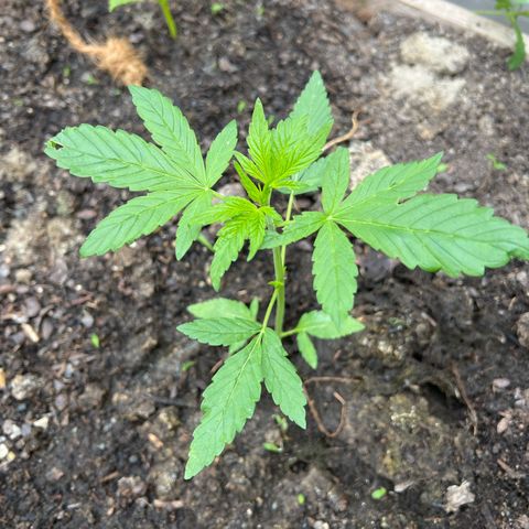 CBD Auto  growlog timeline photo