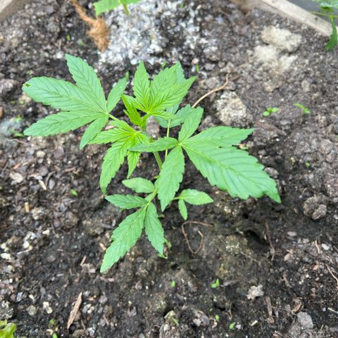 CBD Auto  growlog timeline photo
