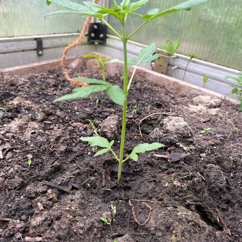 CBD Auto  growlog timeline photo