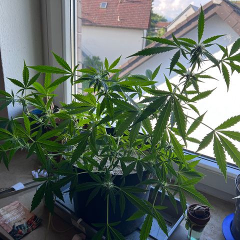 Sticky Orange XXL Automatic growlog timeline photo