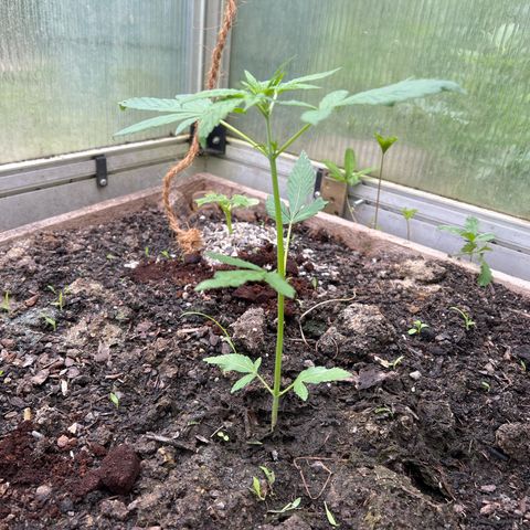 CBD Auto  growlog timeline photo