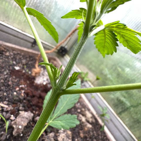 CBD Auto  growlog timeline photo