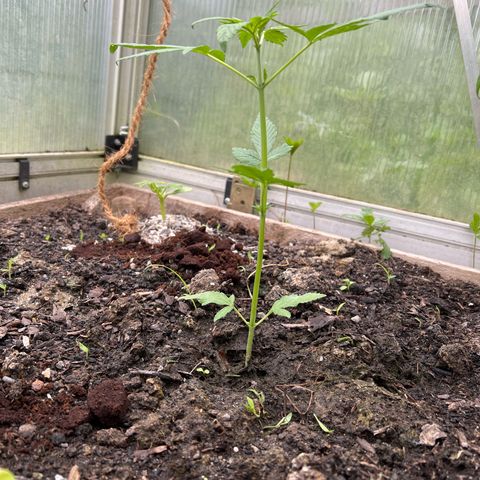 CBD Auto  growlog timeline photo