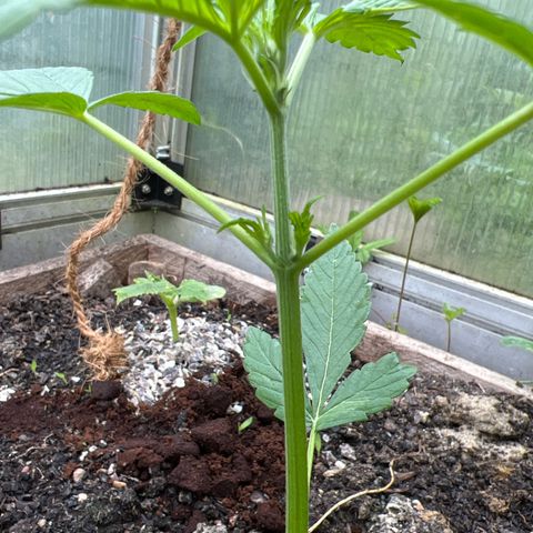 CBD Auto  growlog timeline photo