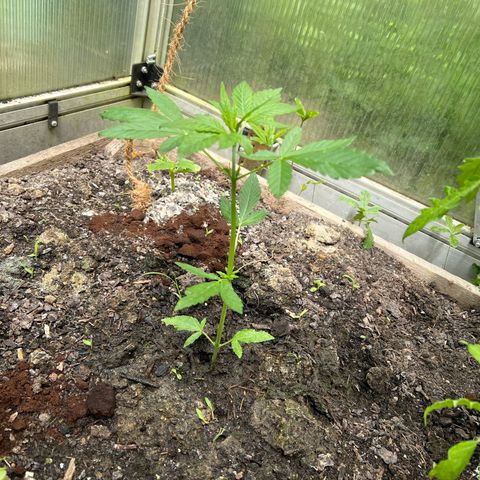CBD Auto  growlog timeline photo