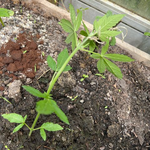 CBD Auto  growlog timeline photo