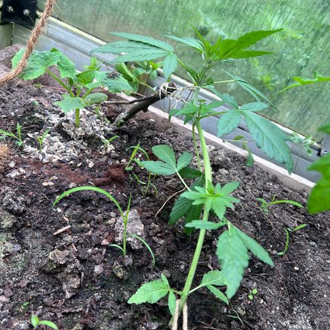CBD Auto  growlog timeline photo