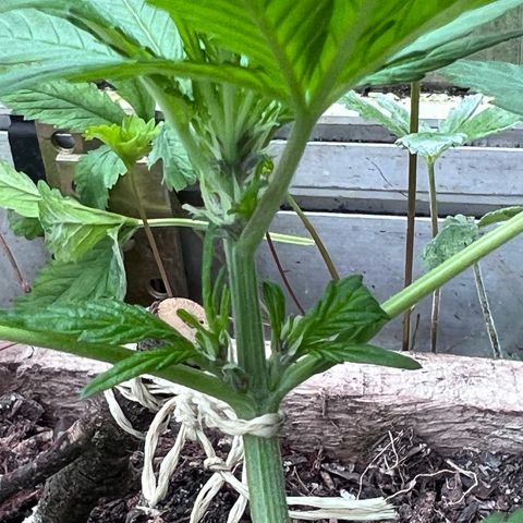 CBD Auto  growlog timeline photo