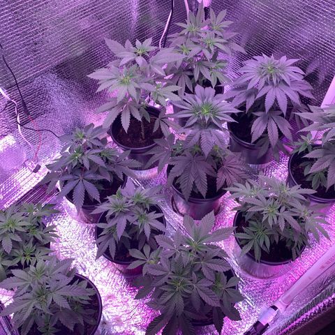 Key Lime Pie growlog photo: Light turned down to 12 on 12 off. Added big bloom this morning. 