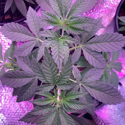 Key Lime Pie growlog photo: Light turned down to 12 on 12 off. Added big bloom this morning. 