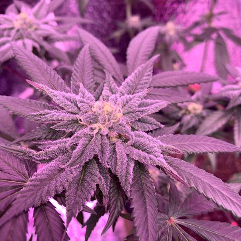 Key Lime Pie growlog photo: Week 6 
