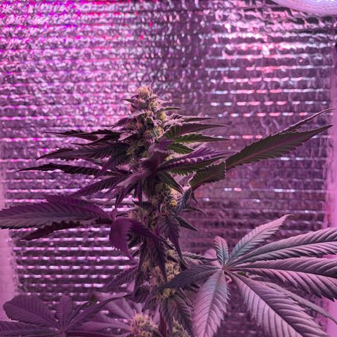 Key Lime Pie growlog photo: Week 6 