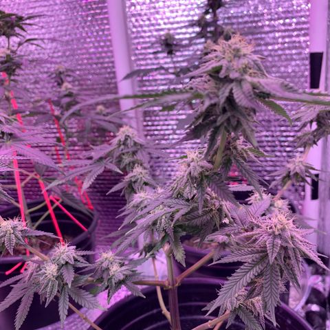 Key Lime Pie growlog photo: Week 6 