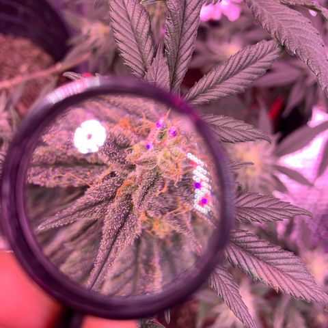 Key Lime Pie growlog photo: Week 6