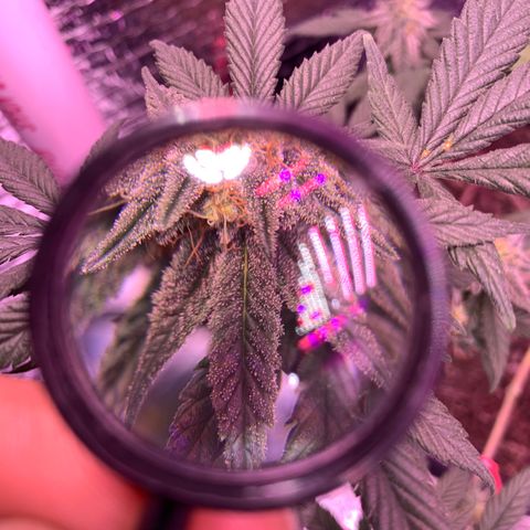 Key Lime Pie growlog photo: Week 6