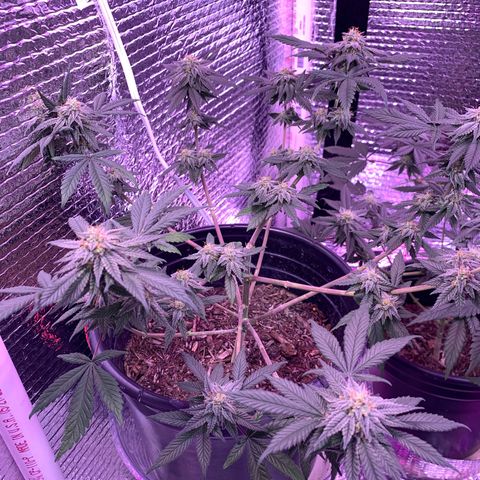 Key Lime Pie growlog photo: Week 6