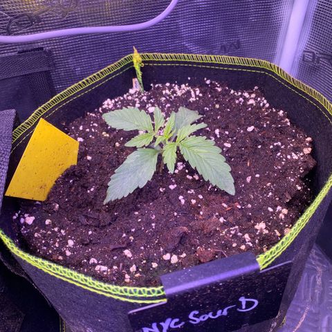 NYC Sour D Auto growlog timeline photo