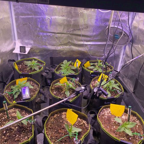 NYC Sour D Auto growlog timeline photo