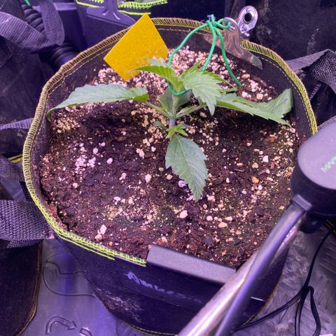 NYC Sour D Auto growlog timeline photo