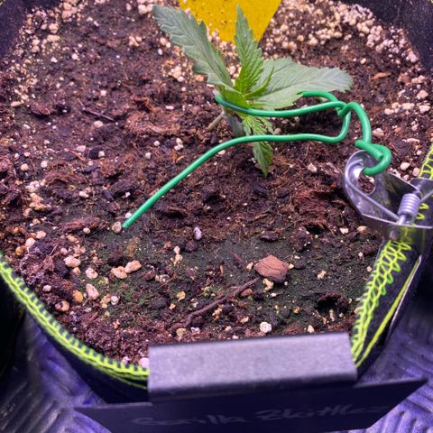 NYC Sour D Auto growlog timeline photo