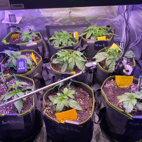 NYC Sour D Auto growlog timeline photo