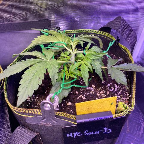 NYC Sour D Auto growlog timeline photo