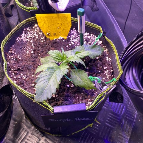 Purple Haze Auto growlog timeline photo