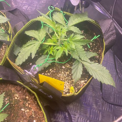 NYC Sour D Auto growlog timeline photo