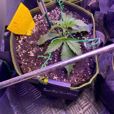 Gorilla Zkittlez growlog timeline photo