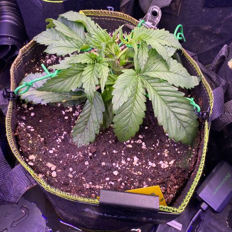 Amnesia Haze Auto growlog timeline photo