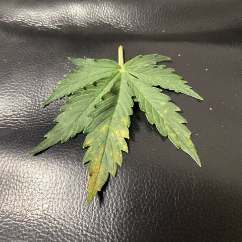 NYC Sour D Auto growlog photo: Phosphorus deficiency