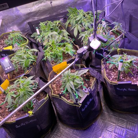 NYC Sour D Auto growlog timeline photo