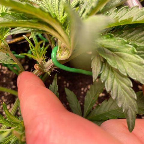 Gorilla Zkittlez growlog photo: Pistils.