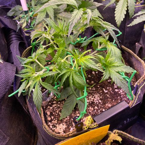 Amnesia Haze Auto growlog timeline photo