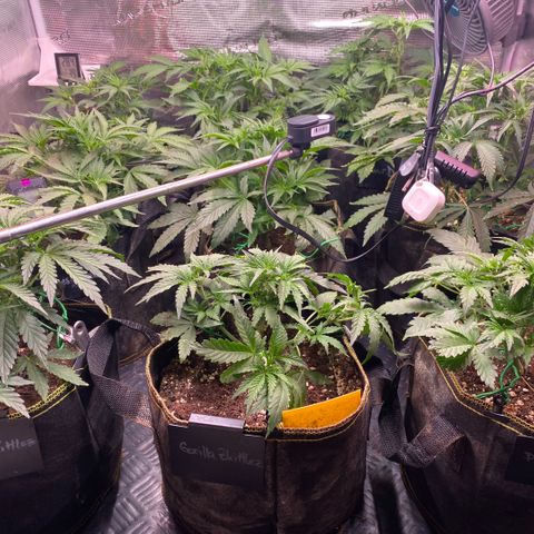 NYC Sour D Auto growlog timeline photo