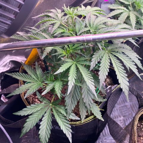 Gorilla Zkittlez growlog timeline photo