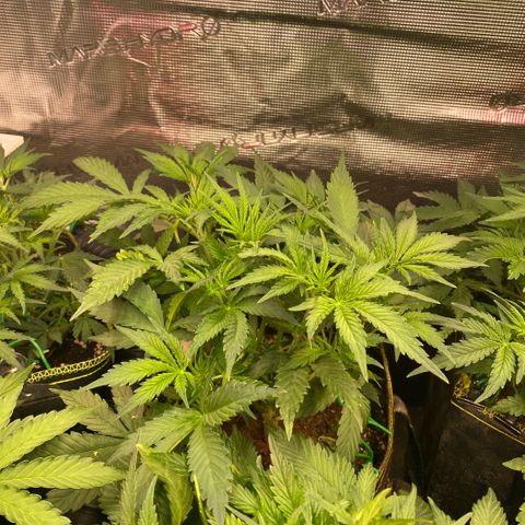 NYC Sour D Auto growlog timeline photo